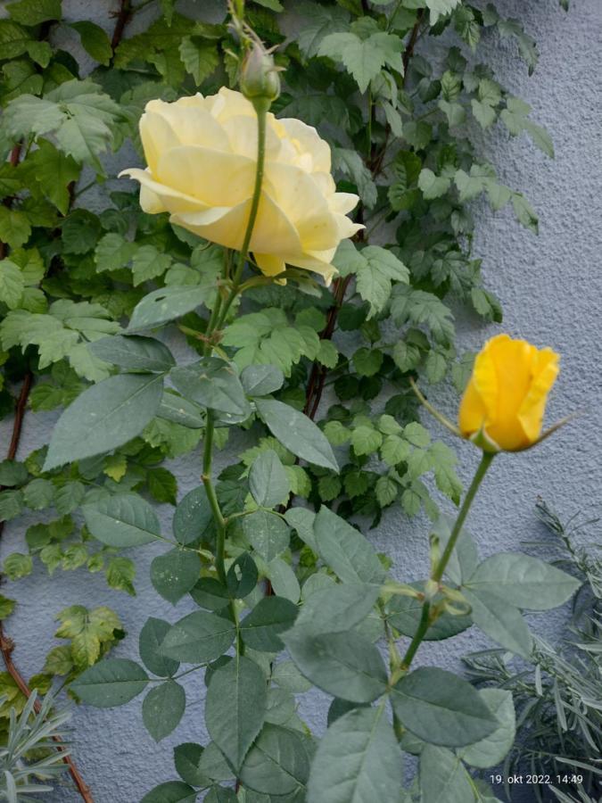 Apartmani Domo Sd Smederevo Exteriör bild